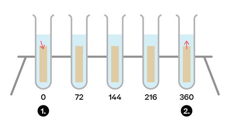 Osmosis Experiment For Kids Potato Water And Salt