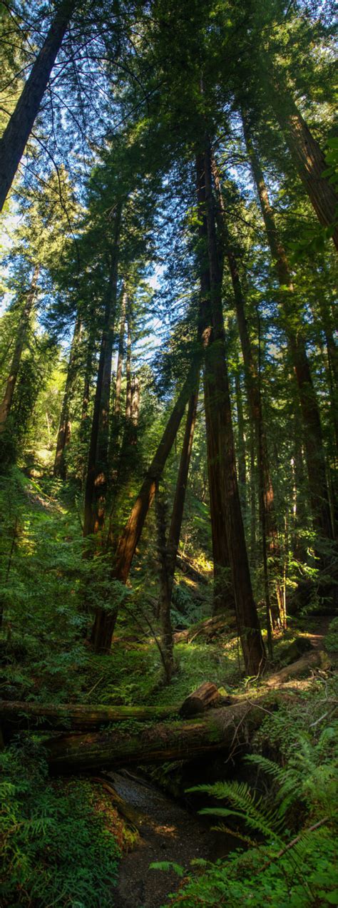 Portola Redwoods State Park - Sempervirens Fund