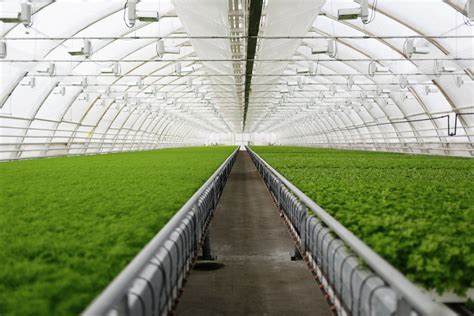 Guide to Starting Greenhouse Farming with Shade Nets