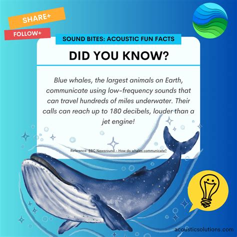 Blue Whale: Nature's Majestic Communicator — Western Noise Control