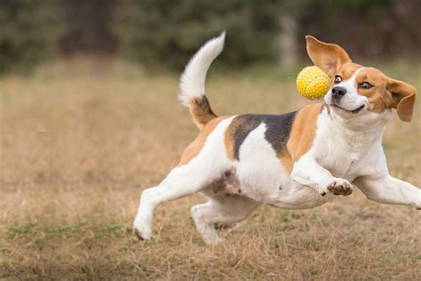 Girlfriend Tells Her Boyfriend To Get Rid Of His Beagle But His ...