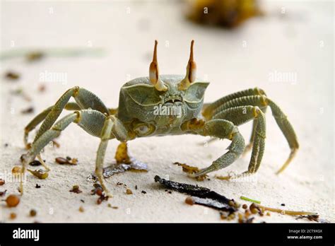 Seychelles, La Digue, Horned ghost crab, Ocypode ceratophthalma Stock ...