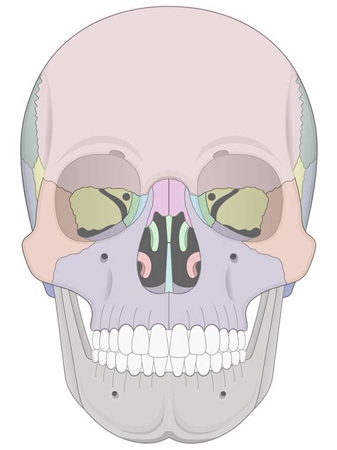 Human Skull Anatomy Anterior View (Illustrations) – Human Bio Media