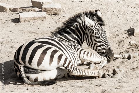 Zebra with sitting position Stock Photo | Adobe Stock