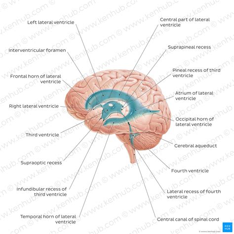 Lateral ventricles: Anatomy and function | Kenhub