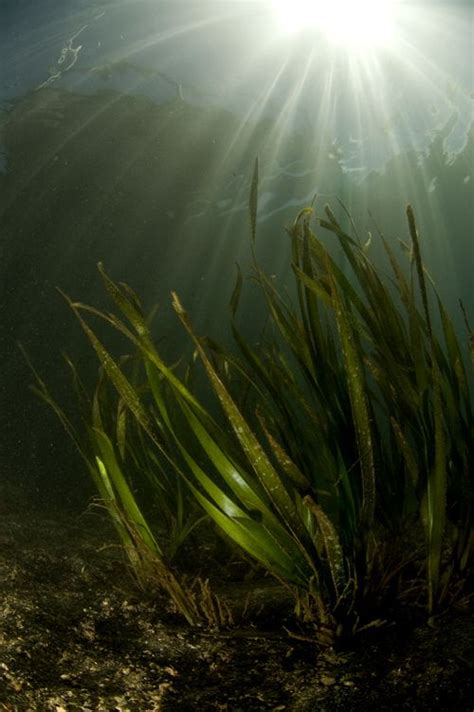 Murky water sunburst underwater photograph | Water art, Water ...