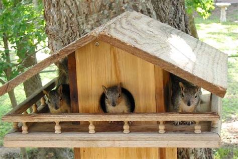 Squirrel House | Bird house kits, Bird house, Bird houses