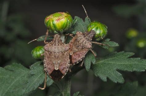 Are Stink Bugs Poisonous or Harmful To Humans and Pets? – Forbes Home