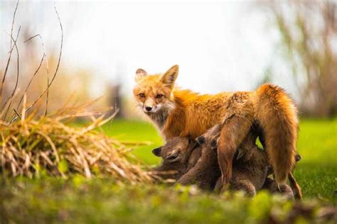 What Do Foxes Eat? (The Fox Diet, Prey & Favorite Foods)