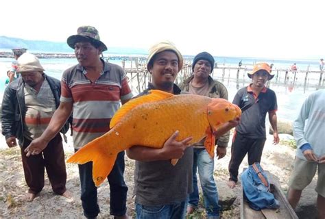 Ikan Mas Raksasa di Danau Toba Tertangkap, Warga Resah Bakal Ada Musibah