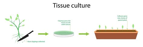 Applications of Plant Tissue Culture - Solution Parmacy