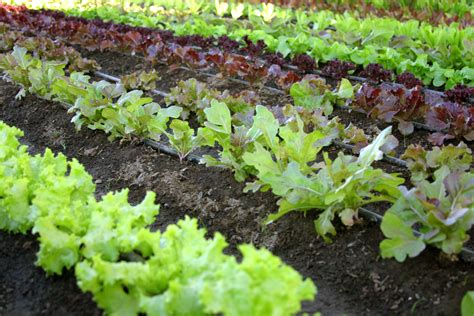 Desktop Gardening, Or Growing Vegetables in Thin Air – RabbiKaganoff.com