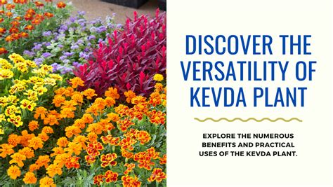 The Many Benefits and Uses of Kevda Plant – Vermi Organics