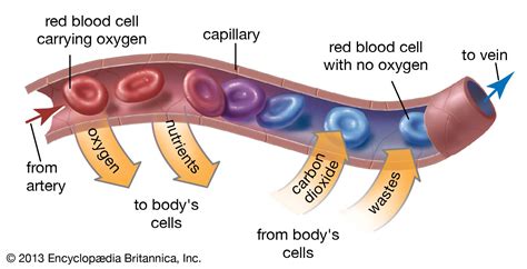 Red blood cell | Definition, Functions, & Facts | Britannica