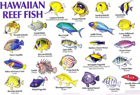 Tropical Fish Names - Podol Aquarium