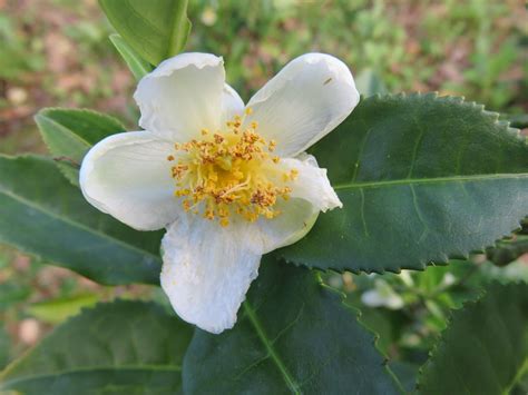 Tea Camellias - Alden Lane Nursery