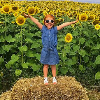 Sunflower Field | theappleorchard