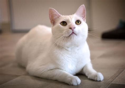 Pet of the week: Adopt Jeffrey, an energetic 4-year-old white domestic ...