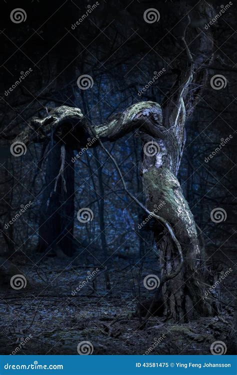 Spooky old tree stock image. Image of wood, landscape - 43581475