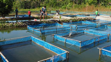 Govt Inaugurates Cage Fish Farming Program to Quadruple Fish Production