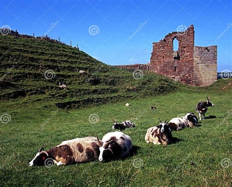 Castle Gardens, Tutbury, England. Stock Photo - Image of european ...