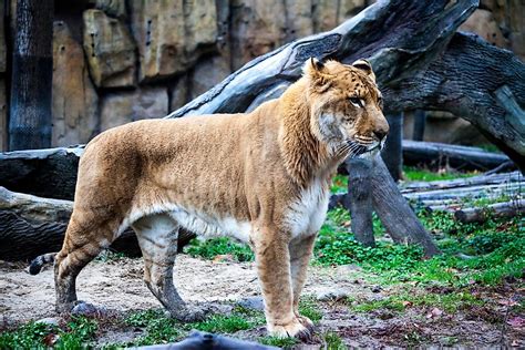 Are Ligers Real? - WorldAtlas.com