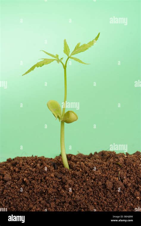 Small Baby Plant Stock Photo - Alamy