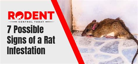 7 Possible Signs of a Rat Infestation in Your Home