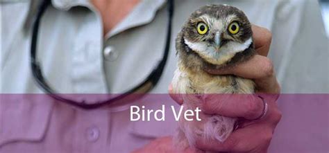 Bird Vet - Emergency Exotic Avian Vet Near Me