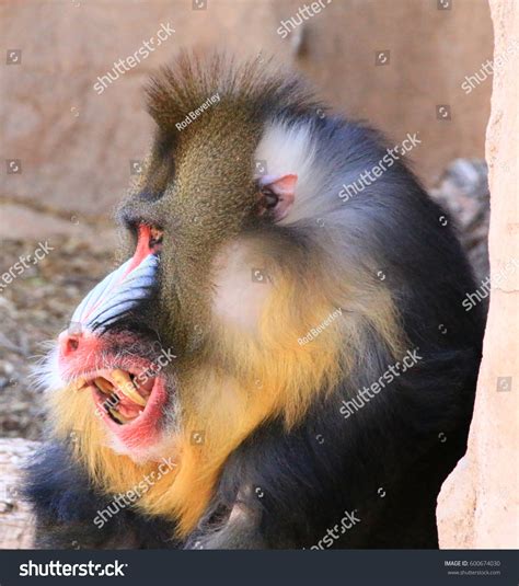 Mandrill Teeth Stock Photo 600674030 | Shutterstock