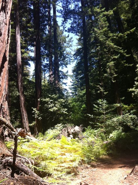 Portola Redwoods State Park - Lonely Hiker