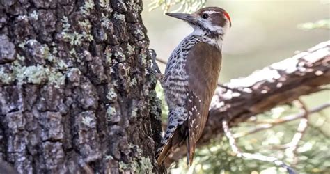 What does an Arizona woodpecker sound like? - Birdful