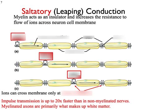 Saltatory Conduction Diagram | Quizlet