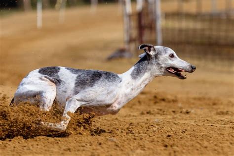 Top 10 Fastest Dog Breeds - Lens And Leash