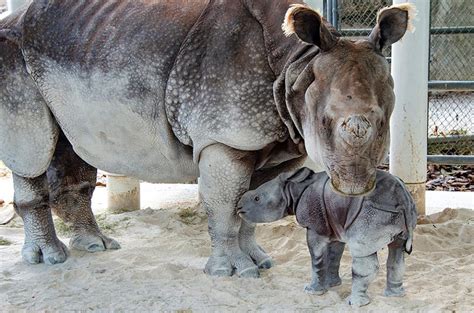 PICTURES: Indian one-horned rhino born through artificial insemination