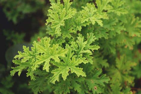 Growing Citronella: Varieties, Planting Guide, Care, Problems and Harvest