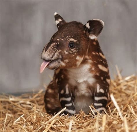 A little sepia watermelon baby tapir. | Cute baby animals, Baby animals ...