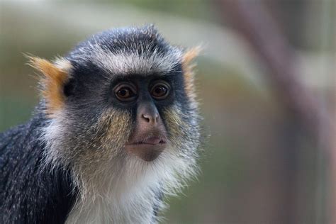 Definitive Guide To Wolf's Guenon Facts, Habitat, Conservation Status ...