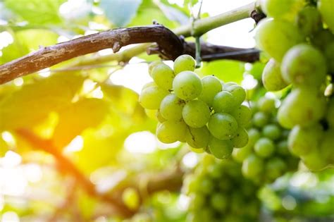 Premium Photo | Vine grapes at harvest