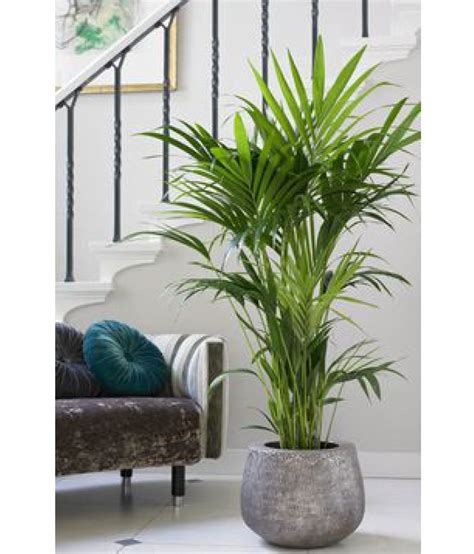 NATURAL PLANT Areca palm plant natural Indoor Indoor Plant: Buy NATURAL ...