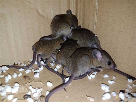 Rat Exterminator Winter Park, FL | Critter Control