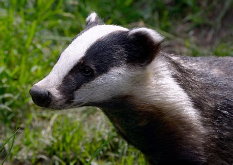 Wildlife of the World: American Badger Facts-Photos