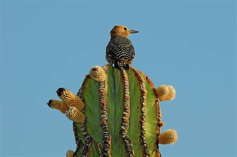 Bird On Cactus Digital Art by Heeb Photos - Fine Art America