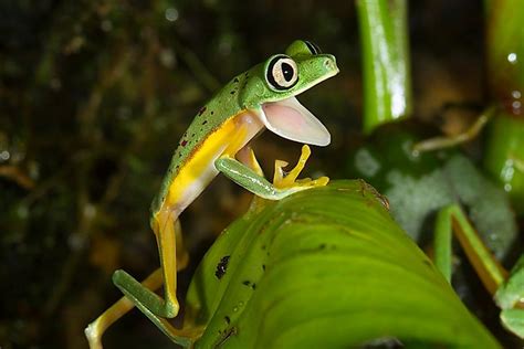 Costa Rica's Critically Endangered Amphibians - WorldAtlas