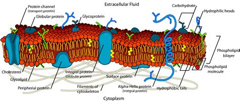 Structure Of Plasma Membrane Diagram Components And Structure - Riset