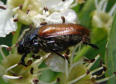 Phyllopertha horticola, Garden Chafer Beetle: identification guide