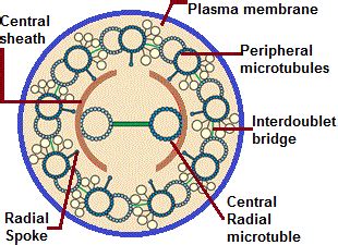 Cell Overview : Cilia and flagella