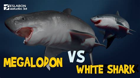 Megalodon Vs Great White Shark Size Comparison Animated Youtube ...