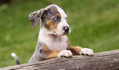 Catahoula Leopard Dogs | Breed Facts, Health and More