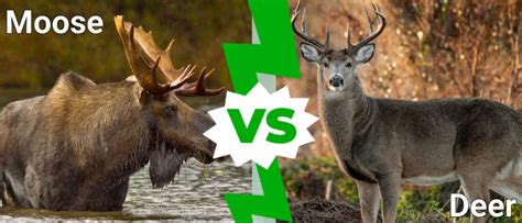 Moose Vs Deer: What Are the Differences? - IMP WORLD